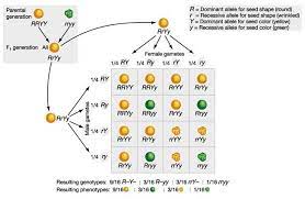 Check spelling or type a new query. 1 Unlinked Genes Segregate Independently As A Result Of Meiosis