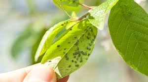 Garden crossings in zeeland, mi, is an online garden center for gardening enthusiasts who are looking for the highest quality and newly developed plants. Identifying Shrub Disease