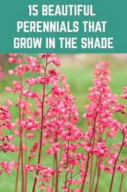 15 Beautiful Perennials That Grow In The Shade Shade Garden Plants Shade Loving Perennials Shade Tolerant Plants