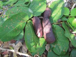 Image result for Hymenaea courbaril