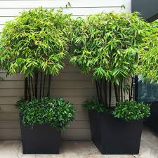 Since you are trying to increase the privacy level for your outdoor area. Black Bamboo Plants For Sale Brighterblooms Com