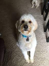 Harvey 18 Months 25 Poodle 75 Golden Retriever Mom Is A Goldendoodle And Dad A Golden Retriever Golden Retriever Goldendoodle Retriever