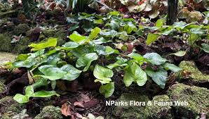 Image result for Cyanastrum