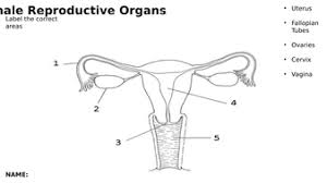 Uterine cycle.distribute the female reproductive system handout and ask. Female Reproductive Organs Worksheet Diagram Sex Education Child Development Teaching Resources