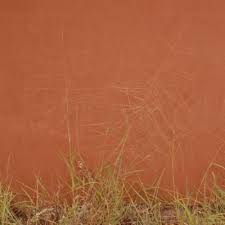 Image result for Trichoneura grandiglumis