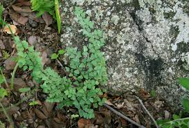 Image result for Pellaea calomelanos