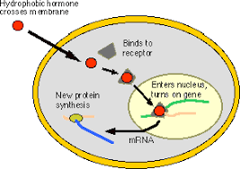 Mechanism Of Hormone Action Hormones Mechanisms Videos