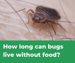 Check spelling or type a new query. How Long Can Bed Bugs Live Without A Host A Simple Answer Pestions Com