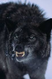 Black And Grey Wolf With Blue Eyes Don T Mess With Fenrir Black Wolf Wolf Eyes Wolf With Blue Eyes