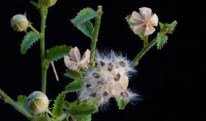 Image result for Hibiscus micranthus