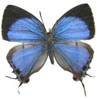 Image result for Agelanthus toroensis