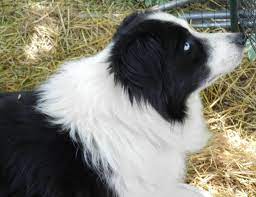 Wiz A Beautiful Black And White Border Collie With Two Blue Eyes Owner Is On Fb Sheepscot Border Collies Animal Smile White Border Collie Border Collie