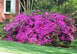 Pin On Shrubs Plants
