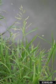 Image result for Leersia tisserantii