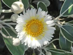 Marlborough Rock Daisy Pachystegia Insignis Daisy Information Network Marlborough