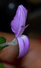 Image result for Dicliptera heterostegia