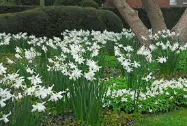 Narcissus Thalia Triandrus Daffodils In 2020 Flower Landscape Daffodil Bulbs Plants