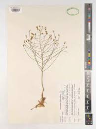 Image result for Eriospermum andongense