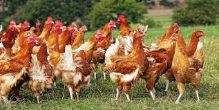 Un premier cas de grippe aviaire hautement pathogène h5n8 a été détecté le 26 novembre en france. Grippe Aviaire La Bretagne Placee En Risque Eleve Economie Le Telegramme