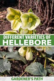 Prepare the soil with large amounts of organic matter such as leaf mold or compost. The Different Varieties Of Hellebore Gardener S Path