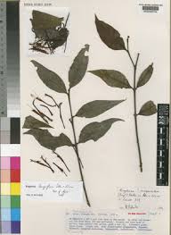 Image result for Englerina schubotziana