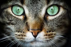 The vet will say something like 'they were purring right up until the. Why Do Cats Purr Scientific American