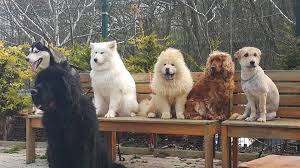 Kopek Satisi Hizmetler Horse Dogland Club K9 Kopek Egitimi At Ciftligi