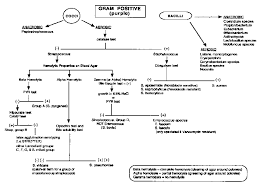 gram positive flow chart medical laboratory scientist