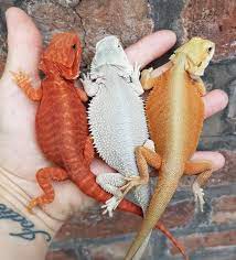 16 to 24 inches long. Dragonmorphs Co Uk Bearded Dragon Breeder Home Facebook