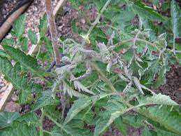 May 19, 2021 · the uk plant health risk register is a major step in implementing the recommendations of the independent task force on tree health and plant biosecurity. Tight Curl On Top Leaves Of Tomato Plants What Might Be The Cause Bbc Gardeners World Magazine