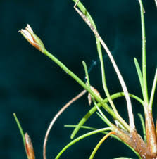 Image result for Isolepis fluitans