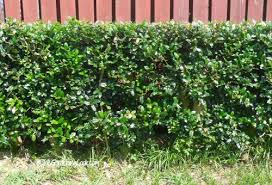 Some plants are pruned routinely to maintain a desired size or shape. Pruning Holly Bushes When Is The Best Time For Pruning Holly