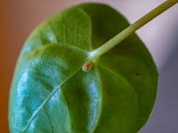 Image result for scale on plant