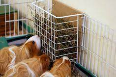 The best hay racks for your guinea pigs. 40 Hay Rack Litter Box Ideas Hay Racks Litter Box Bunny Cages