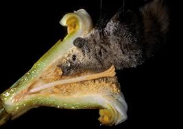 Can you buy a bat as a pet. 13 Awesome Facts About Bats U S Department Of The Interior
