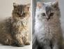 Selkirk Rex Cat Breeders in the United States | Available ...