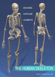 The manubrium, the body, and the xiphoid process. Overview Of Skeleton Learn Skeleton Anatomy