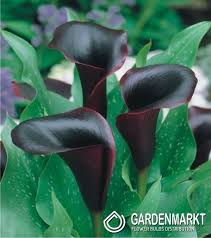 Damit sie im frühjahr blühen, müssen die blumenzwiebel im herbst in die erde. Ein Diva Fur Den Garten Die Calla Zantedeschia Gardenmarkt De