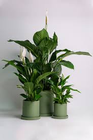Image result for Spathiphyllum