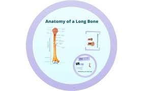 Take a peek at some of our favorites. Anatomy Of A Long Bone By Fasih Rahman