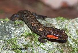 Image result for Dissotis lanata