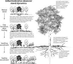 Image result for Gilbertiodendron dewevrei