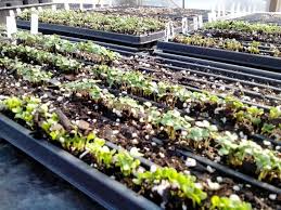 Maybe you would like to learn more about one of these? Carolina Seasons Nursery Carolina Seasons Nursery