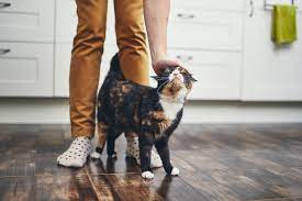 If you have decided not to neuter your cat you may be concerned about her welfare and happiness while she is in heat. Cat In Heat Signs Mating Cycle And How To Avoid Pregnancy Tractive Blog