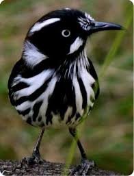 Black And White Striped Bird Feather Pin By Linda Nixon On Birds With Images Beautiful Birds Birds Pet Birds