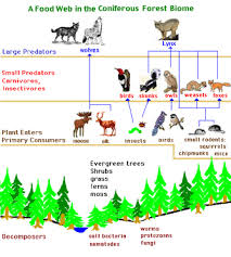 Picture Biomes Food Webs Projects Ecosystems Diorama