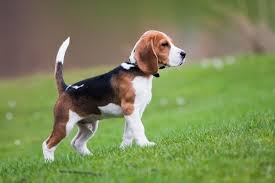 bigl poroda kotoraya podojdet dlya vashej semi