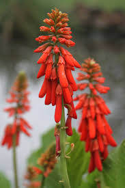 Image result for Erythrina zeyheri