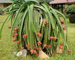 It is not grown in north america, which is why the plant is not as common in this region. Dragon Fruit California Tropical Fruit Tree Nursery