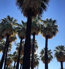 Image result for Washingtonia filifera